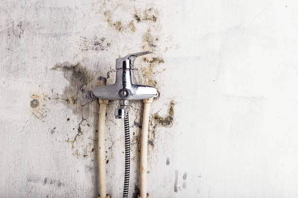 Best Mold Removal Near Me  in Lake Summerset, IL