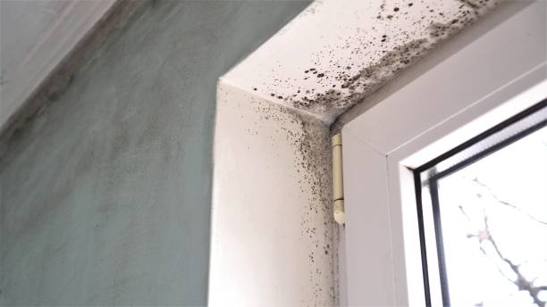 Professional Mold Removal in Lake Summerset, IL