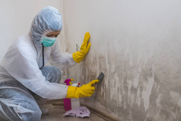 Mold Removal Process in Lake Summerset, IL