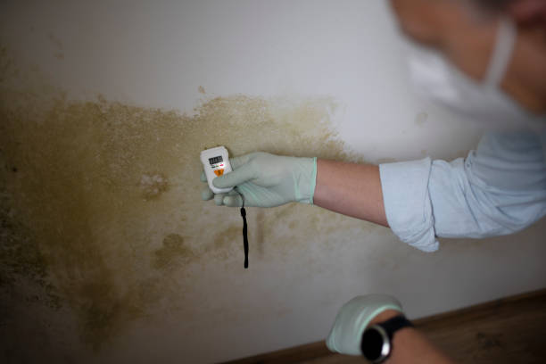 Best Mold Damage Repair  in Lake Summerset, IL