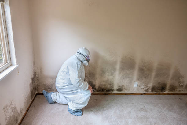 Best Mold Damage Repair  in Lake Summerset, IL