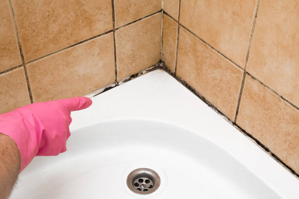 Crawl Space Mold Removal in Lake Summerset, IL